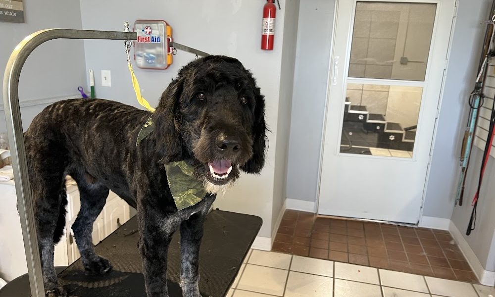 Choochs Pups In The Tub