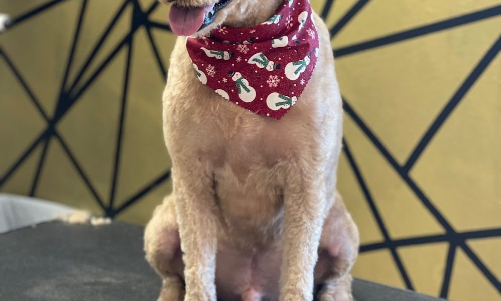 Gold Valley Pet Grooming