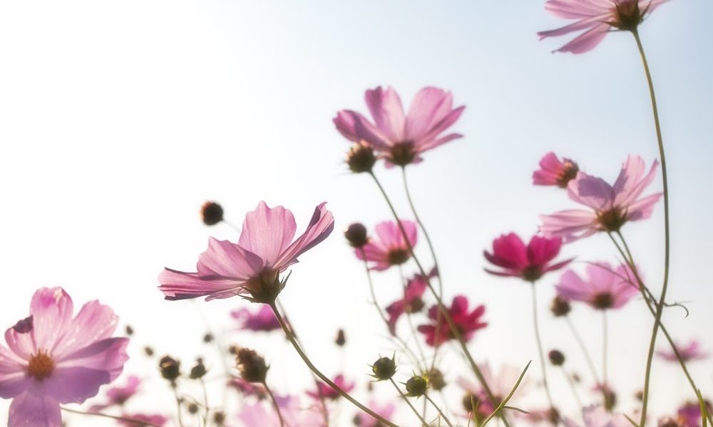 PaperDolls Insurance Agency