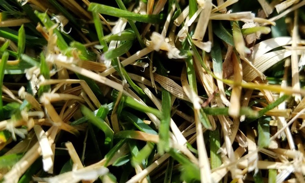 Pueblo Lawn Cop Inc.